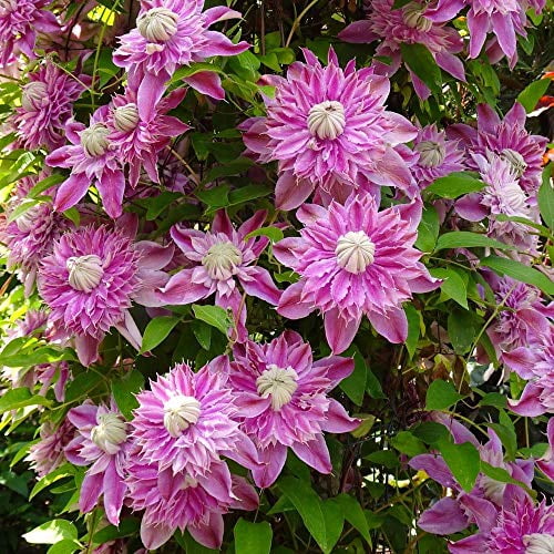 BUY 3 GET 2 FREE Perennial Dahlia 50 Pcs Seeds Garden Beautiful BUY 3 GET 2 FREE Perennial Dahlia 50 Pcs Seeds Garden Beautiful